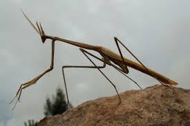 Image result for Gyrodoma hispida