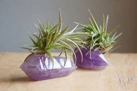 Air Plant On Amethyst Crystal Gift For Nature Door Falconandfinch 22 00 Air Plants Plants Crystal Garden