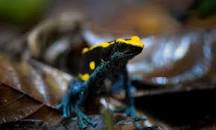 Image result for poisonous frogs colorful