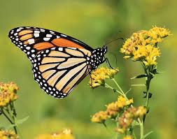 I am in southwestern ontario, canada (zone 6), and these plants are available at local garden nurseries. 8 Fall Blooming Flowers Friendly To Bees Birds And Butterflies Modern Farmer