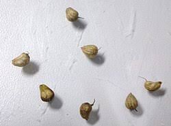 Image result for Caldesia parnassifolia