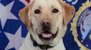 New K-9 officer 'Millie' joins Tennessee Bureau of Investigation