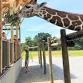World Giraffe Day