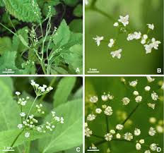 Image result for Cryptotaenia