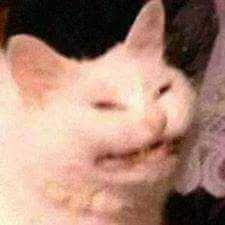 Snickering Cat Reaction Images Meme Faces Image Memes Reaction Pictures