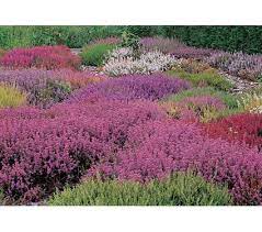 Brigadoon Heather Collection Heather Gardens Heather Plant Heather Flower