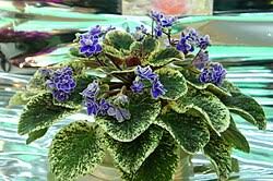 Image result for Saintpauliopsis
