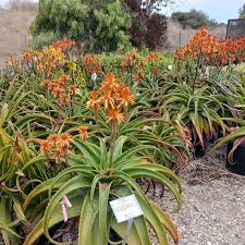 Image result for Aloe bukobana