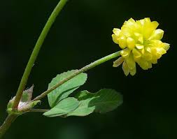 Image result for Trifolium campestre