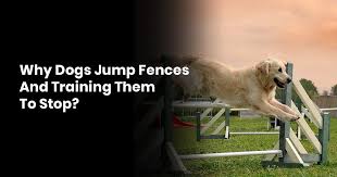 While most dogs jump up to get at food, other dogs jump up because they want attention. Why Dogs Jump Fences And Training Them To Stop The Dog Central