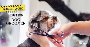 Maybe you would like to learn more about one of these? Careers For Pet Lovers Dog Grooming Taste Of The Wild