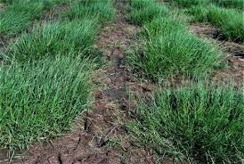 Image result for Acroceras macrum