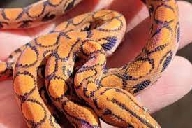 Rainbow Boa Buy And Sell