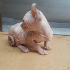 Get a ragdoll, bengal, siamese and more on kijiji, canada's #1 local classifieds. Cutest Hairless Kitten For Sale In Usa Sphynx Kittens For Sale Usa Khalisha Sphynx
