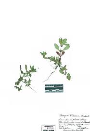 Image result for Bergia