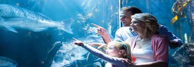 Ripley'S Aquarium Toronto: Your Visiting Guide In 2024