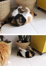 Dois Em Um Super F Cil De Fazer E Ainda Vai Deixar Seus Vasos Pl Ticos Com Um Visual Legal Mate Arranhador Para Gatos Caixas Para Gatos Prateleiras Para Gatos