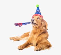 We did not find results for: Dogbirthday 3 Dog Party Hat Transparent 638x676 Png Download Pngkit
