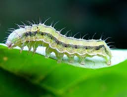 Common disease in all the cotton growing areas of the country. African Bollworm Infonet Biovision Home