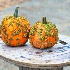 This type of pumpkin, along with heirloom pumpkins of various colors and shapes, are all the trend right now for decorating. Knucklehead Pumpkins Why Do Pumpkins Have Warts