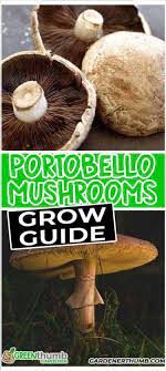 Coffee ground mushrooms are pretty similar to anything you can buy in a store, except you get the peace of mind that everything is totally organic since you did it yourself. Grow Portobello Mushrooms At Home Green Thumb Gardener