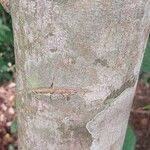 Image result for Millettia eetveldeana