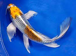Nah, itulah tadi 7 jenis ikan hias air tawar yang cocok untuk kolam ikan minimalis anda! 13 Ikan Hias Air Tawar Yang Gampang Dipelihara Tidak Mudah Mati