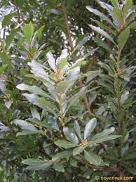 Image result for Myricaceae