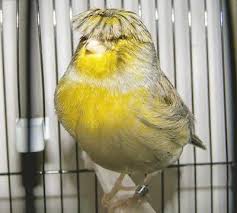 Name Bird With Crazy Hair Closter Fancy Canary With A Crazy Little Mop Of Hair Canary Birds Pet Birds Beautiful Birds