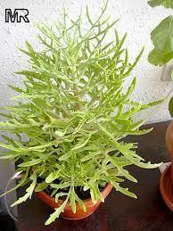 Kalanchoe Laciniata Planting Succulents Cacti And Succulents Planting Flowers