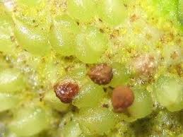 Image result for Dorstenia benguellensis