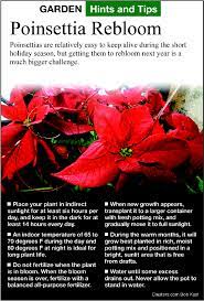 Make sure there are no cold drafts water until the soil is fairly well soaked allowing the excess water to drain. Gardening How Do We Force Last Year S Poinsettia To Rebloom Indianapolis Business Journal