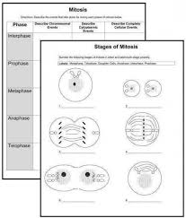 Worksheet cell cycle and its stages describe the cell cycle cell from cell cycle and mitosis worksheet answer key, source when we talk about cell cycle review worksheet answers, scroll the page to see particular similar images to add more info. Mitosis Worksheet And Diagram Identification Answer Key Biology Worksheet Science Cells Mitosis