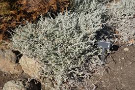 Image result for Cliffortia serpyllifolia