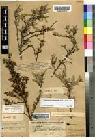 Image result for Gymnosporia heterophylla