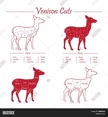 Venison Meat Cut Vector Photo Free Trial Bigstock
