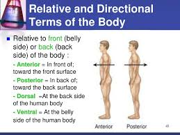 From the base of the skull, it moves down and back till it reaches. Instructor Needs Reminder Ppt Download