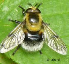 Id Guides All Ireland Pollinator Plan