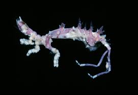 Image result for Isoglossa vulcanicola