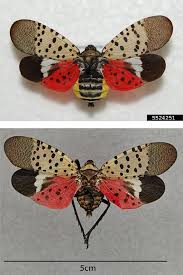 Image result for Scleria delicatula