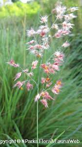 Image result for Melinis tenuissima