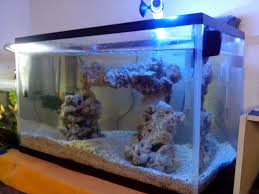 Merupakan aquarium mini yang bisa anda taruh ikan di dalamnya. Membangun Aquarium Laut Sederhana Dirumah Blognya Bang Fajar