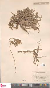 Image result for Chenolea