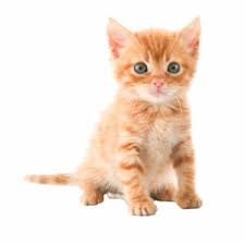 Heritage drive, somerset, ky 42501 contacts. Where To Buy Pet Shop Near You Pet Stores Naturally For Pets