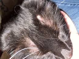 In fact, skin problems are one of the most common reasons cats require veterinary care. What Is Causing My Cat To Have A Rash And Hair Loss Petcoach