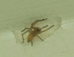 Image result for yellow sac spider bite skin