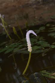 Image result for Aponogetonaceae