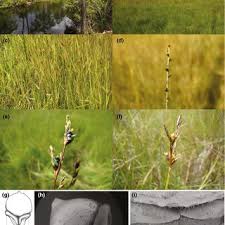 Image result for Scleria bambariensis