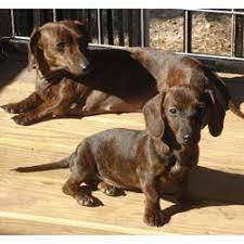 Cost of dachshund mix puppies. Mini Dachshund Puppies For Sale From Reputable Dog Breeders