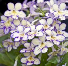 Image result for Streptocarpus